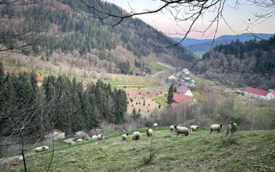 Gelungener Auftakt zum After-Work-Wandern